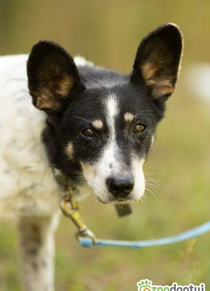 AZOREK - kochany seniorek szuka domu na jesień życia