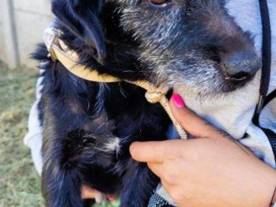 SZIRA - mini wyżełka szuka najlepszego domu