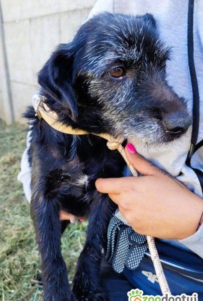 SZIRA - mini wyżełka szuka najlepszego domu