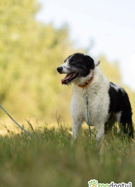 DONALD - piękny psiak w typie wyżła/wilczarza szuka domu