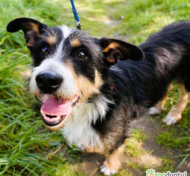 POPUŚ - super kudłacz szuka najlepszego domu