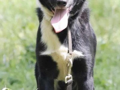 MORAJ - delikatny, wrażliwy psiak szuka najlepszego domu