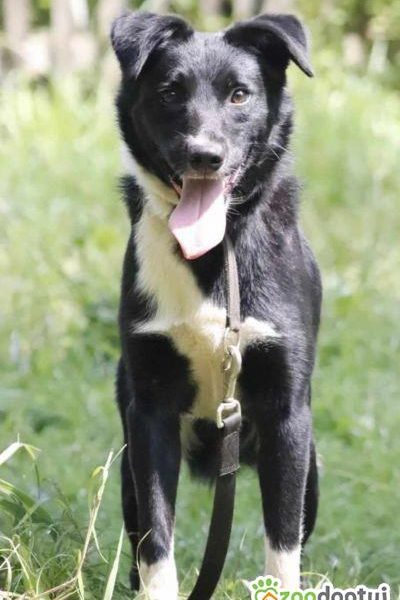 MORAJ - delikatny, wrażliwy psiak szuka najlepszego domu