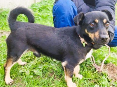 GUCIO - niewielki, kochany psiak szuka domu