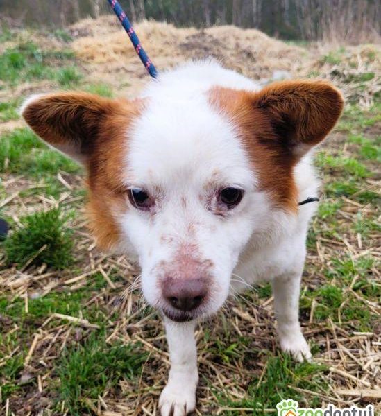 MIESZKO - niewielki, delikatny psiak szuka domu