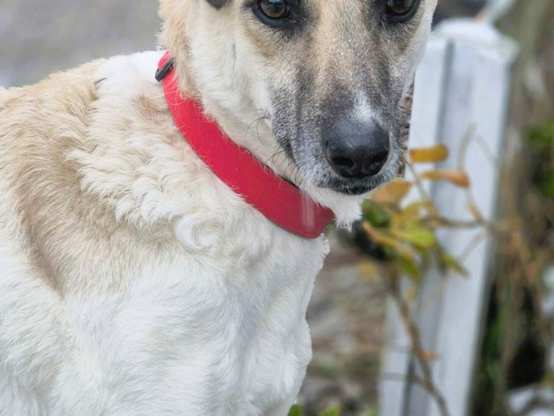 NOA - spragniona uwagi człowieka, kochana sunia szuka domu