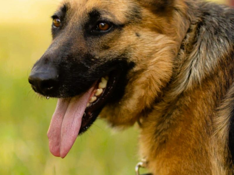 GANA - piękna sunia w typie owczarka szuka domu