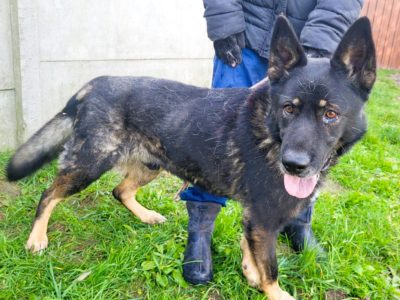 HOMER - piękny psiak w typie wilczaka do adopcji