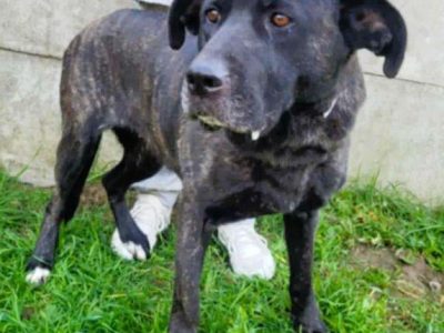 FIBI - piękna delikatna sunia szuka domu