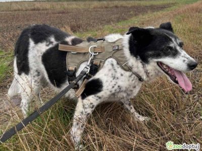 BONA - bita i poniewierana sunia prosi o dom