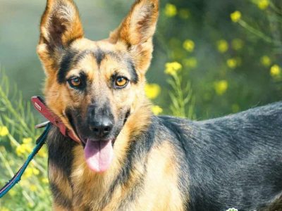 NIKA - cudowna, wrażliwa sunia szuka super domu