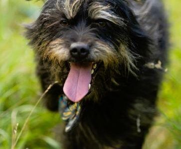 FIFI - cudny psiak w typie terriera szuka domu