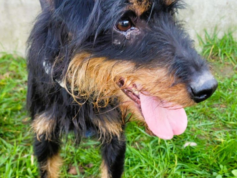 TERI - delikatny psiak w typie terriera za kratami, ADOPTUJ