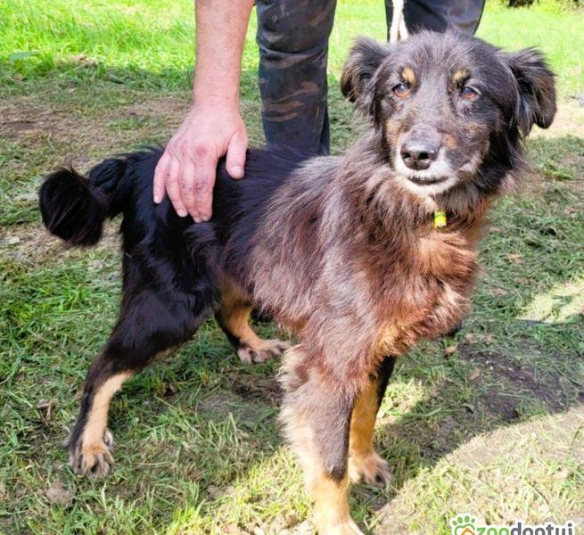 PIMPUŚ - kochany seniorek szuka dobrego domu