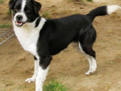 RINO - mały, kochany psiak szuka super domu