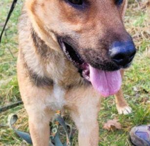 CZARUŚ - kochany psiak porzucony jak zbędna rzecz, ADOPTUJ