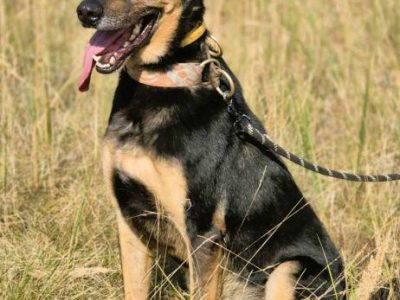 FIGARO super psiak szuka super domu