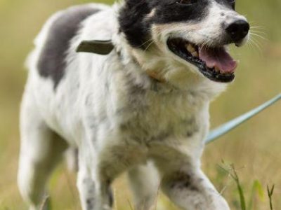 AZOREK - kochany seniorek szuka domu na jesień życia