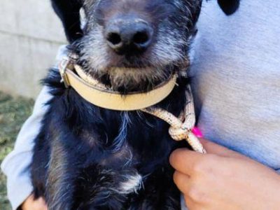 SZIRA - mini wyżełka szuka najlepszego domu