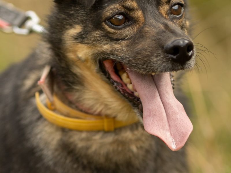 BRUTUSEK - niewielki, cudowny psiak tak długo już czeka, ADOPTUJ!