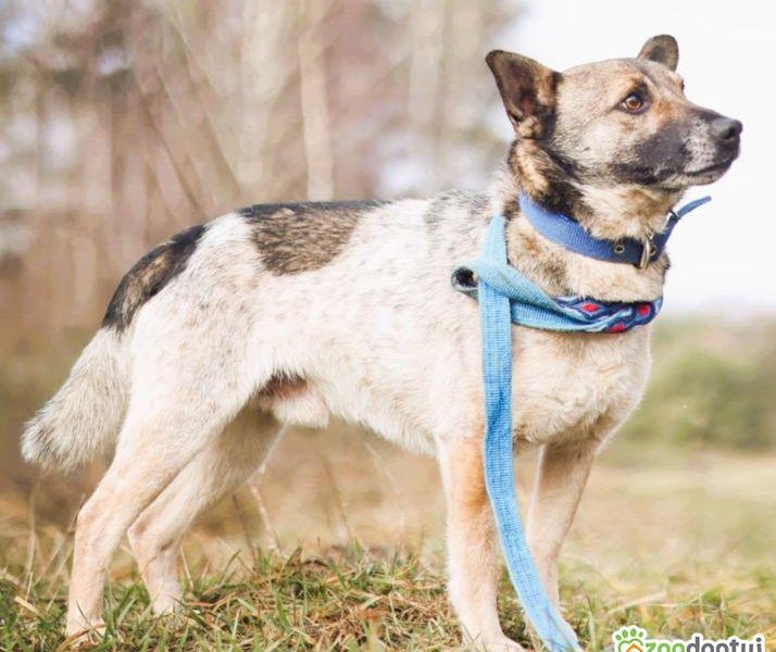 PRECELEK - niewielki, kochany psiak szuka domu