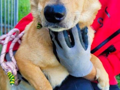 ZAJĄCZEK - cudowny psiak o świetnym charakterze, ADOPTUJ