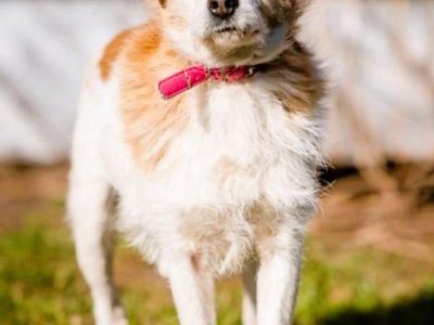 CYKUŚ - piękny terrier szuka mądrego domu