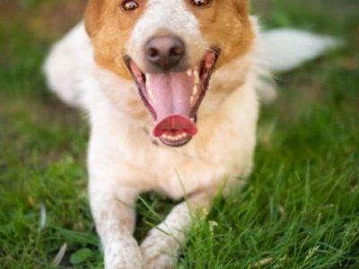 BORYSEK - psiak idealny szuka domu