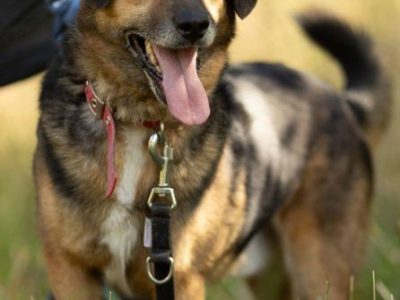 KACPEREK - kochany, wrażliwy psiak szuka domu