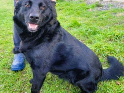 KALWIN - zwykły, czarny kundelek szuka najlepszego domu