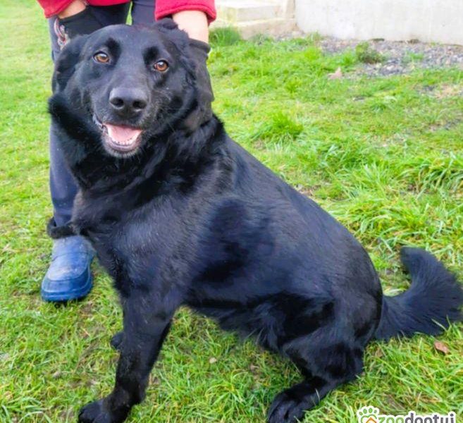 KALWIN - zwykły, czarny kundelek szuka najlepszego domu