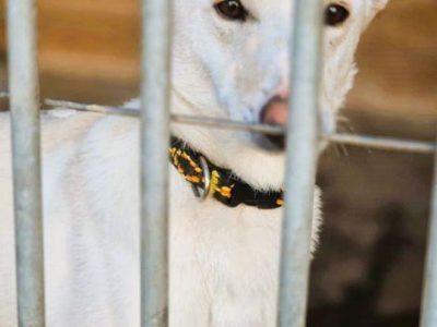 AGUŚ - piękny psiak szuka dobrego domu