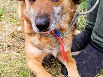 BARTUŚ - kompletnie nie radzi sobie za kratami, PILNA ADOPCJ