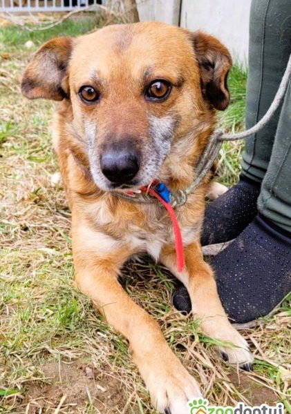 BARTUŚ - kompletnie nie radzi sobie za kratami, PILNA ADOPCJ