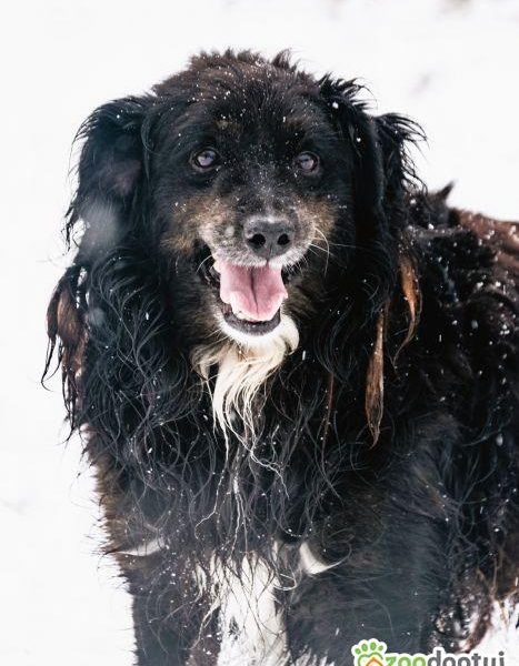 DREDZIK - czarny, zwykły, pospolity? Super psiak szuka domu