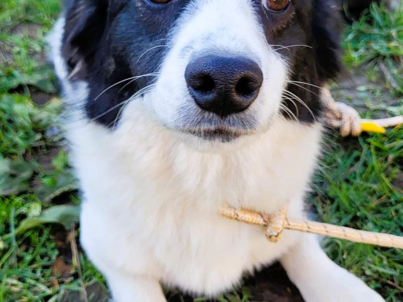 FIKUŚ - nieduży, delikatny psiak szuka super domu