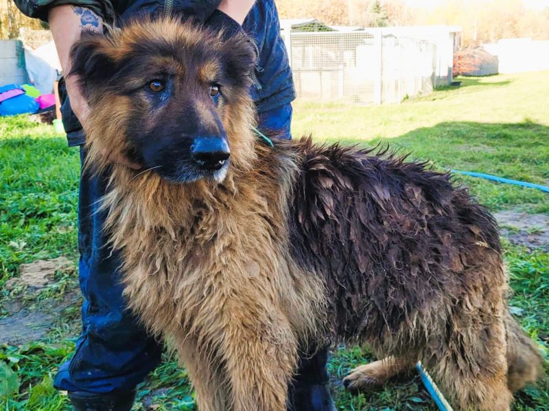 RAMON - piękny, zaniedbany owczarek szuka domu