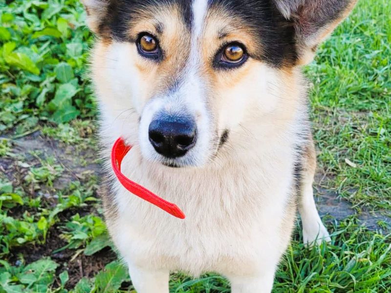 FRODO - uroczy, pozytywny psiak szuka domu