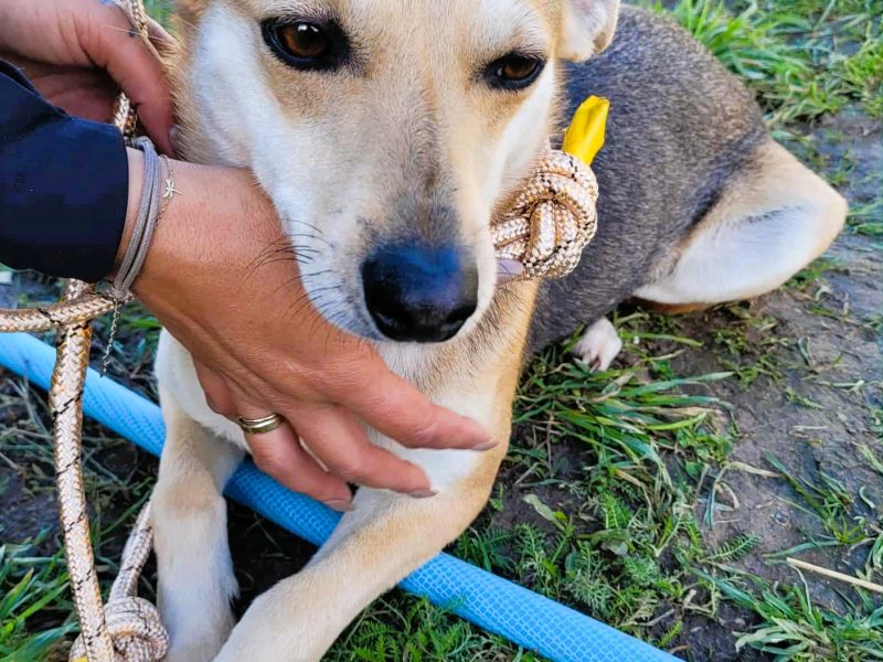 BRITA - delikatna, wrażliwa sunia szuka domu