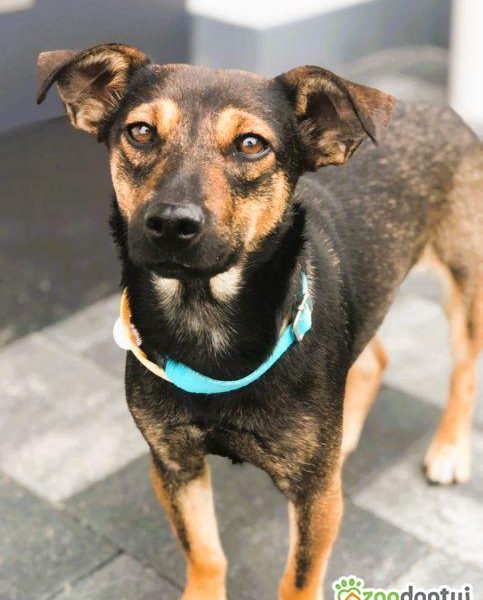 MANIA - 10 miesięczna, kochana sunia szuka dobrego domu