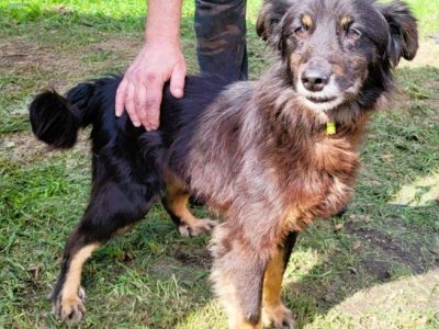 PIMPUŚ - kochany seniorek szuka dobrego domu