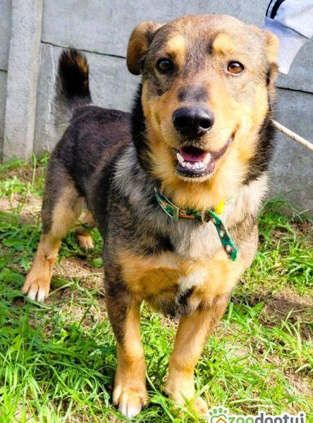 ARCZI - spokojny, nieduży psiak szuka domu