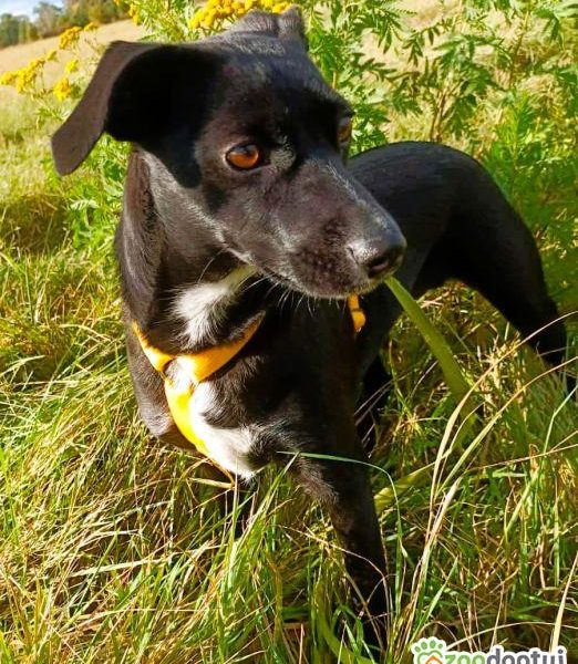 RITA - młoda, nieduża sunia szuka super domu