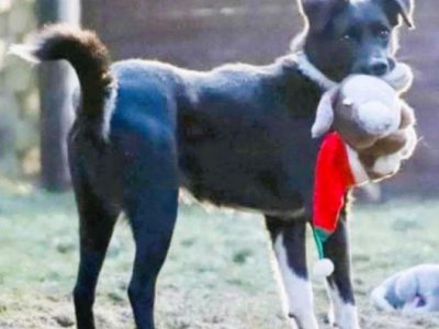 MORAJ - delikatny, wrażliwy psiak szuka najlepszego domu