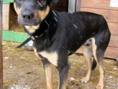 LORI - delikatny psiak w schronisku, szuka domu