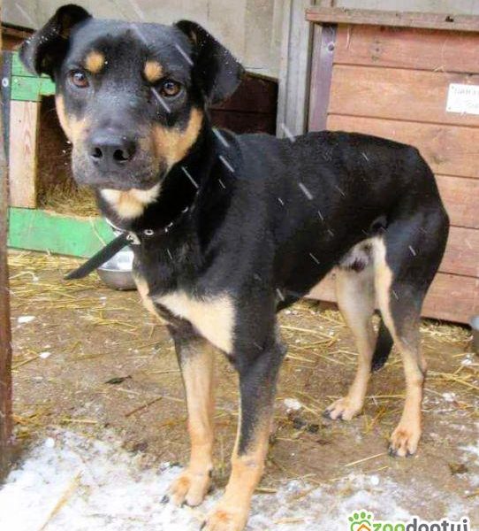 LORI - delikatny psiak w schronisku, szuka domu