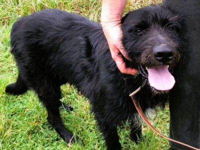 FADO - piękny psiak w typie wyżła szuka domu