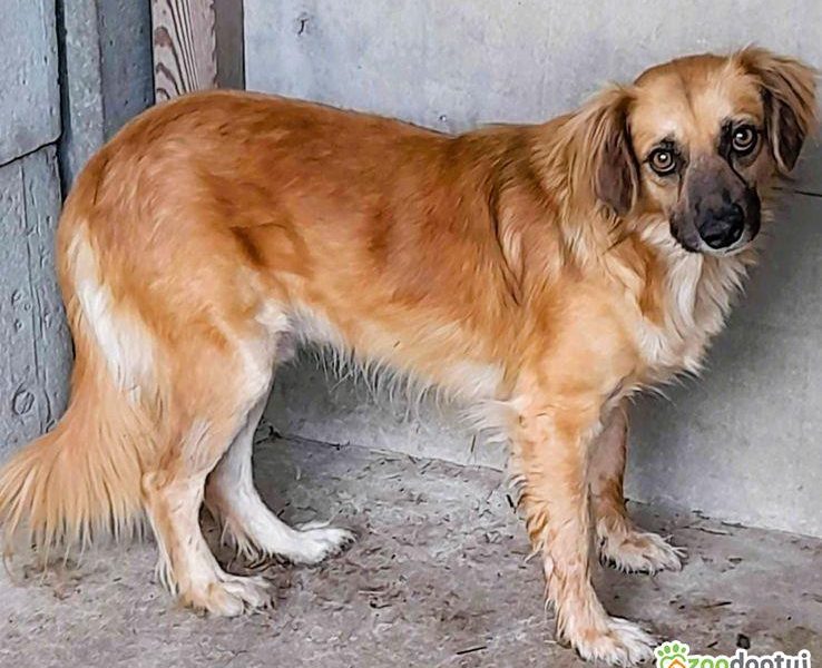 BUENO - młody, delikatny psiak pilnie szuka domu