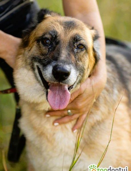 LULU - kochana sunia w typie owczarka za kratami, URATUJ!