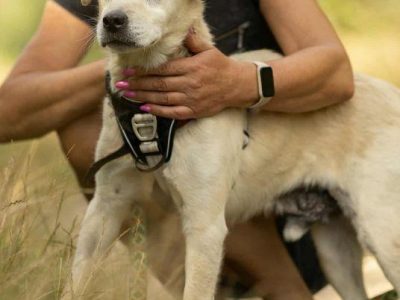 BORYSEK - kochany psiak szuka domu na jesień życia
